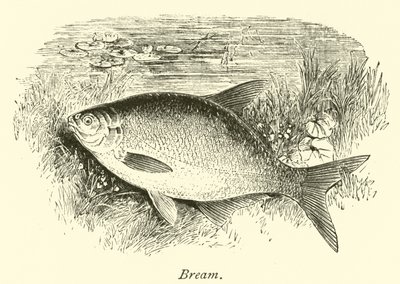 Bream by English School