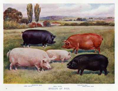 Breeds of Pigs by English School