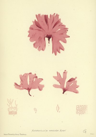 British Sea-Weed by English School