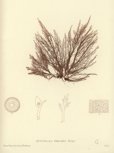 British Sea-Weed by English School