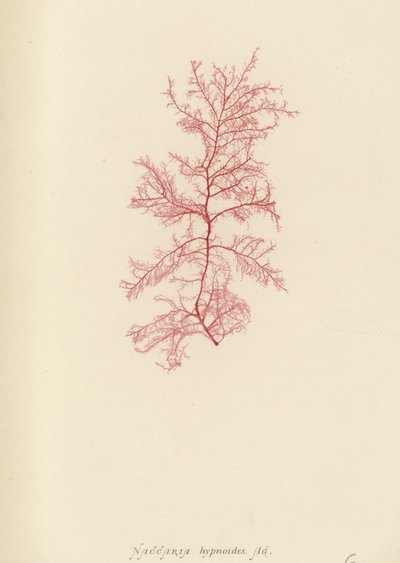 British Sea-Weed by English School