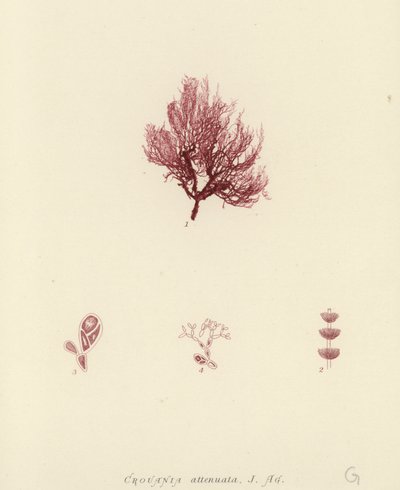 British Sea-Weed by English School