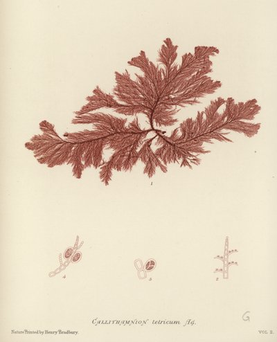 British Sea-Weed by English School