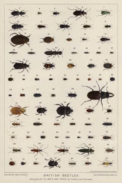 British beetles by English School