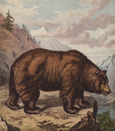 Brown Bear by English School