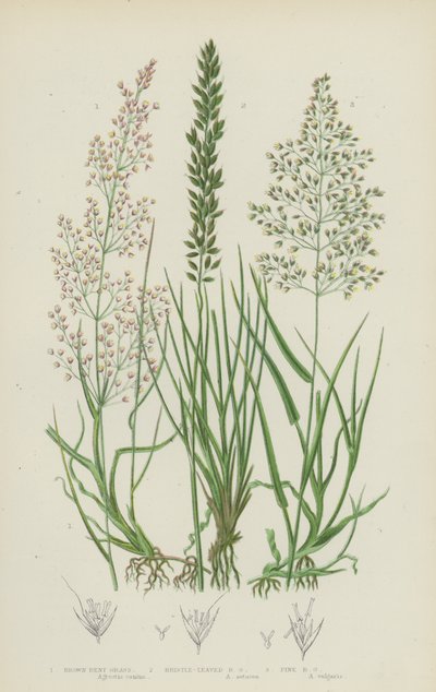 Brown Bent Grass, Bristle-Leaved Bent Grass, Fine Bent Grass by English School