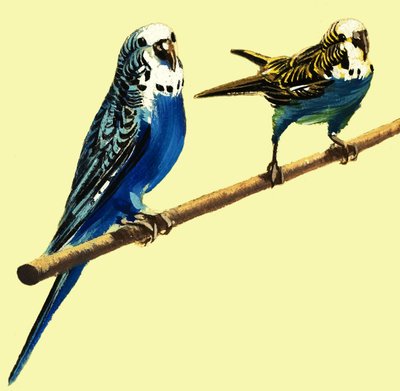Budgerigars by English School