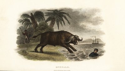 Buffaloes chasing boys into the sea on the island of Pulo Condore (Con Son, Vietnam) by English School
