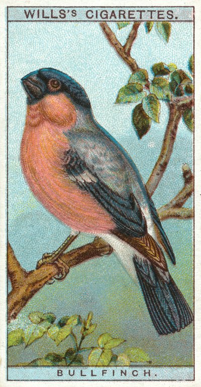 Bullfinch by English School