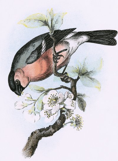 Bullfinch by English School
