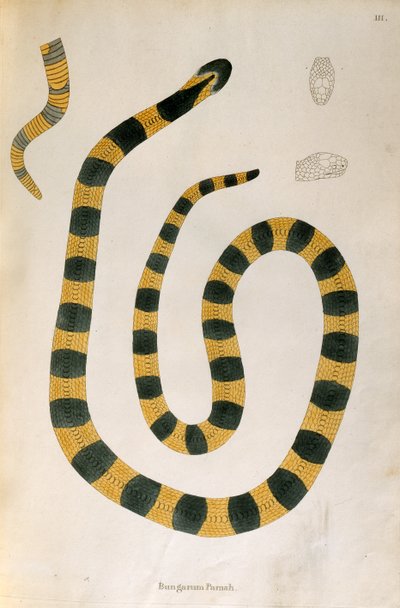 Bungarum Pamah Snake from An Account of Indian Serpents collected from the Coast of Coromandel by Patrick Russell, London, 1796 by English School