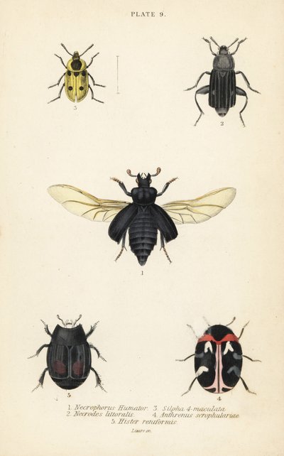 Burying beetle, Nicrophorus humator, carrion beetles, Necrodes littoralis, Dendroxena quadrimaculata, carpet beetle, Anthrenus scrophulariae, and Hister quadrimaculatus var by English School
