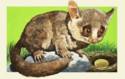 Bush Baby by English School