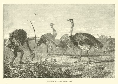 Bushman Hunting Ostriches by English School