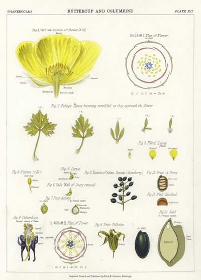 Buttercup and Columbine by English School