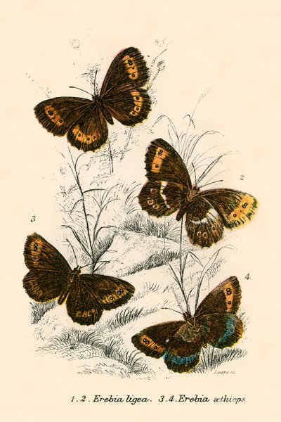 Butterflies by English School