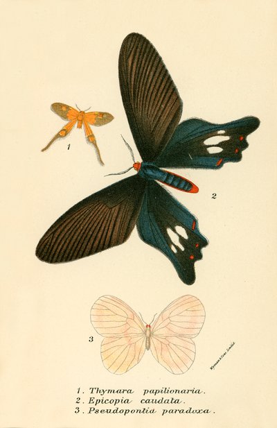 Butterflies by English School