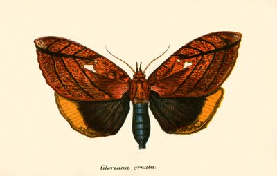 Butterflies by English School