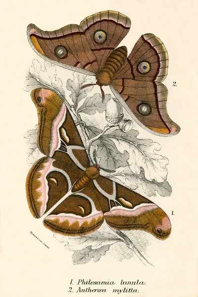 Butterflies by English School