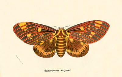 Butterflies by English School