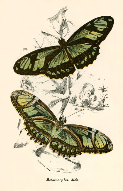Butterflies by English School