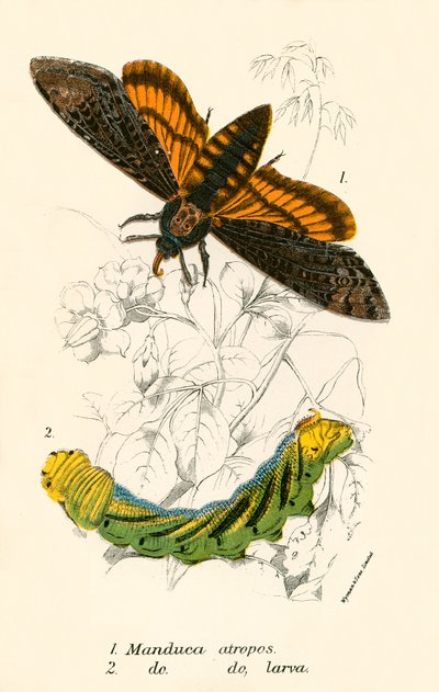 Butterflies by English School