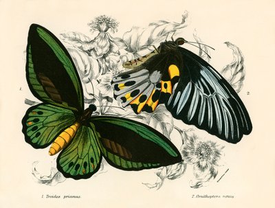 Butterflies by English School