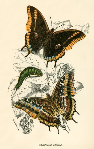 Butterflies by English School