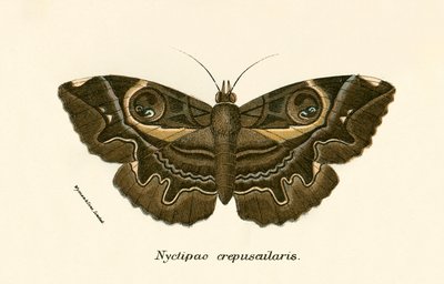 Butterflies by English School