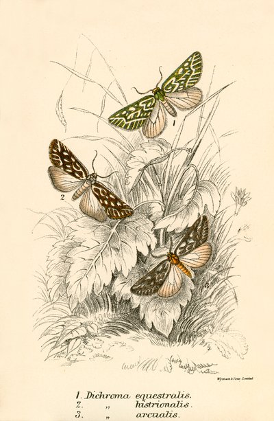 Butterflies by English School