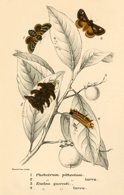 Butterflies by English School