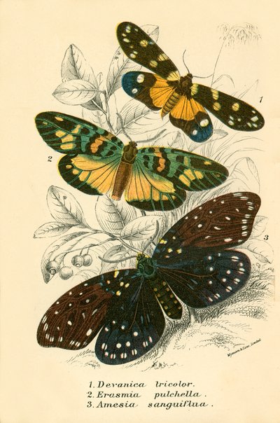 Butterflies by English School