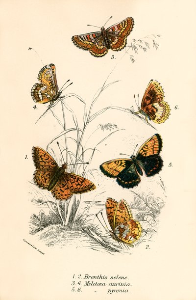 Butterflies by English School