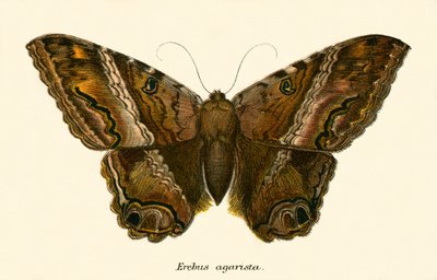 Butterflies by English School