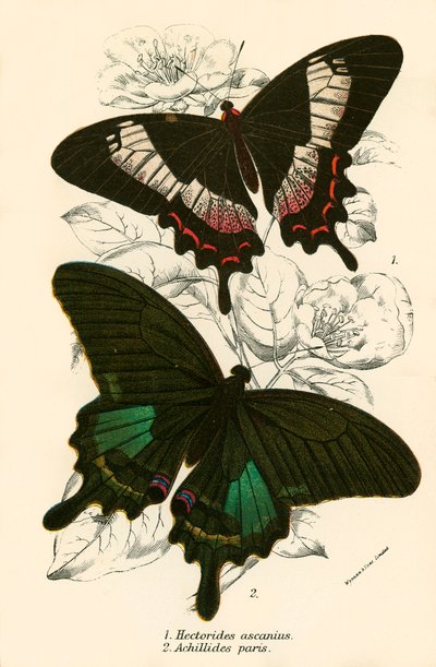 Butterflies by English School
