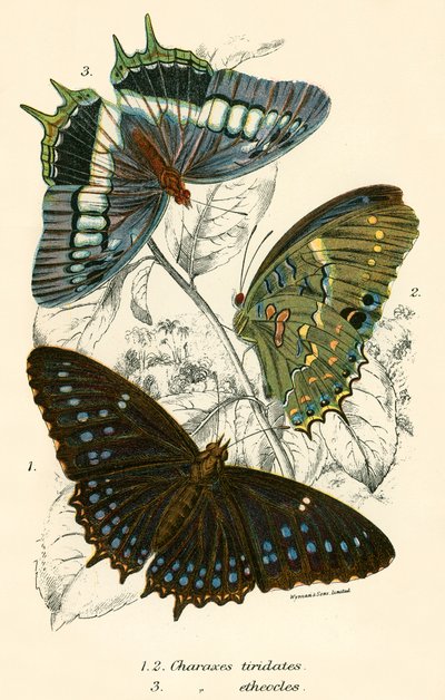 Butterflies by English School
