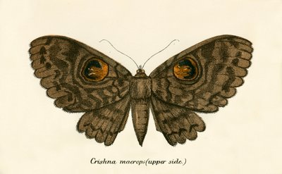 Butterflies by English School