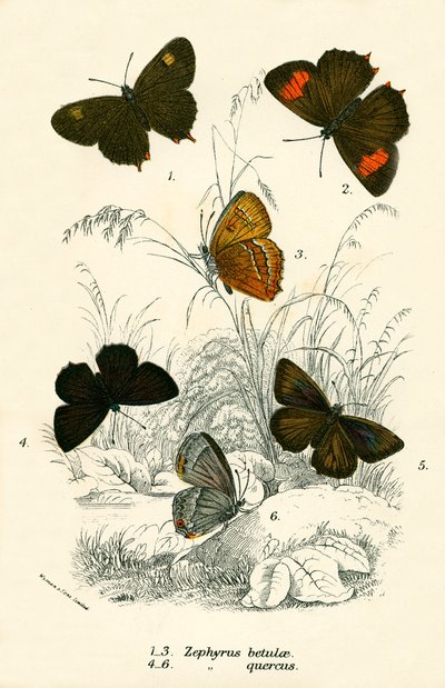 Butterflies by English School
