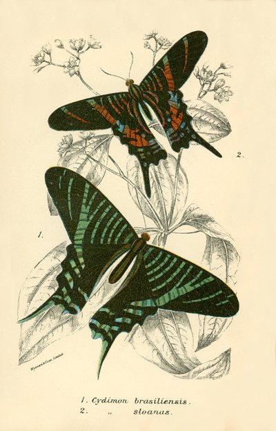 Butterflies by English School