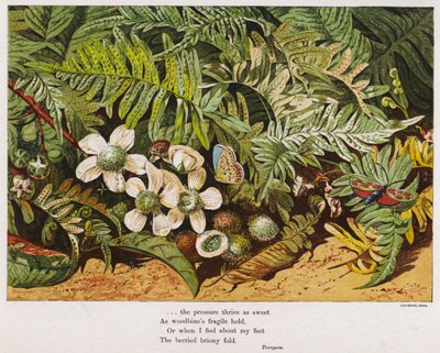 Butterflies, ferns and flowers by English School