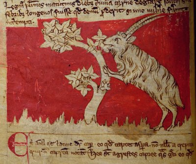 Goat, from Bestiary by English School