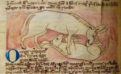 Wild Ass, from Bestiary by English School