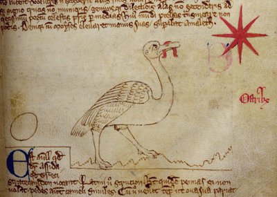 Ostrich, from Bestiary by English School