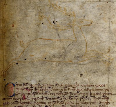 Stag, from Bestiary by English School