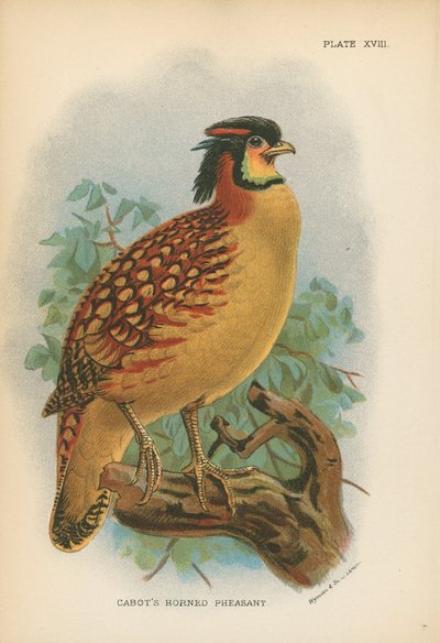 Cabot