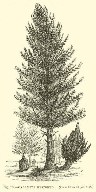 Calamite Restored by English School