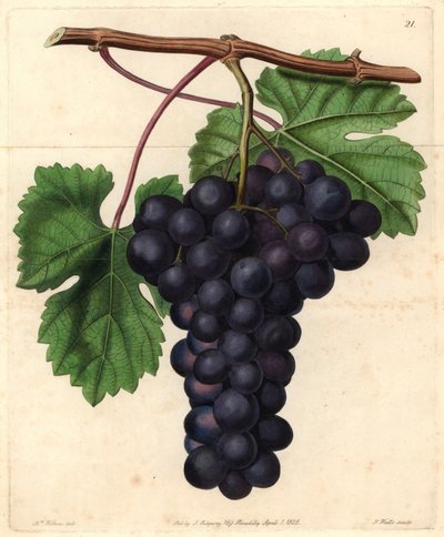 Cambridge Botanic Garden Grape from John Lindley