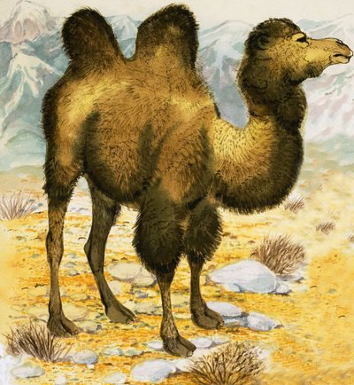 Camel by English School