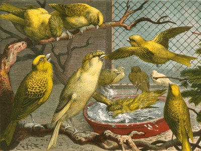 Canaries by English School