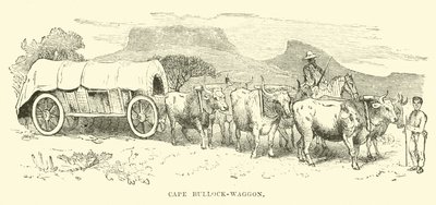 Cape Bullock-Wagon by English School